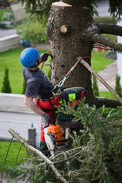 Best Tree Trimming and Pruning  in Port Barrington, IL